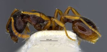 Media type: image;   Entomology 29617 Aspect: habitus lateral view